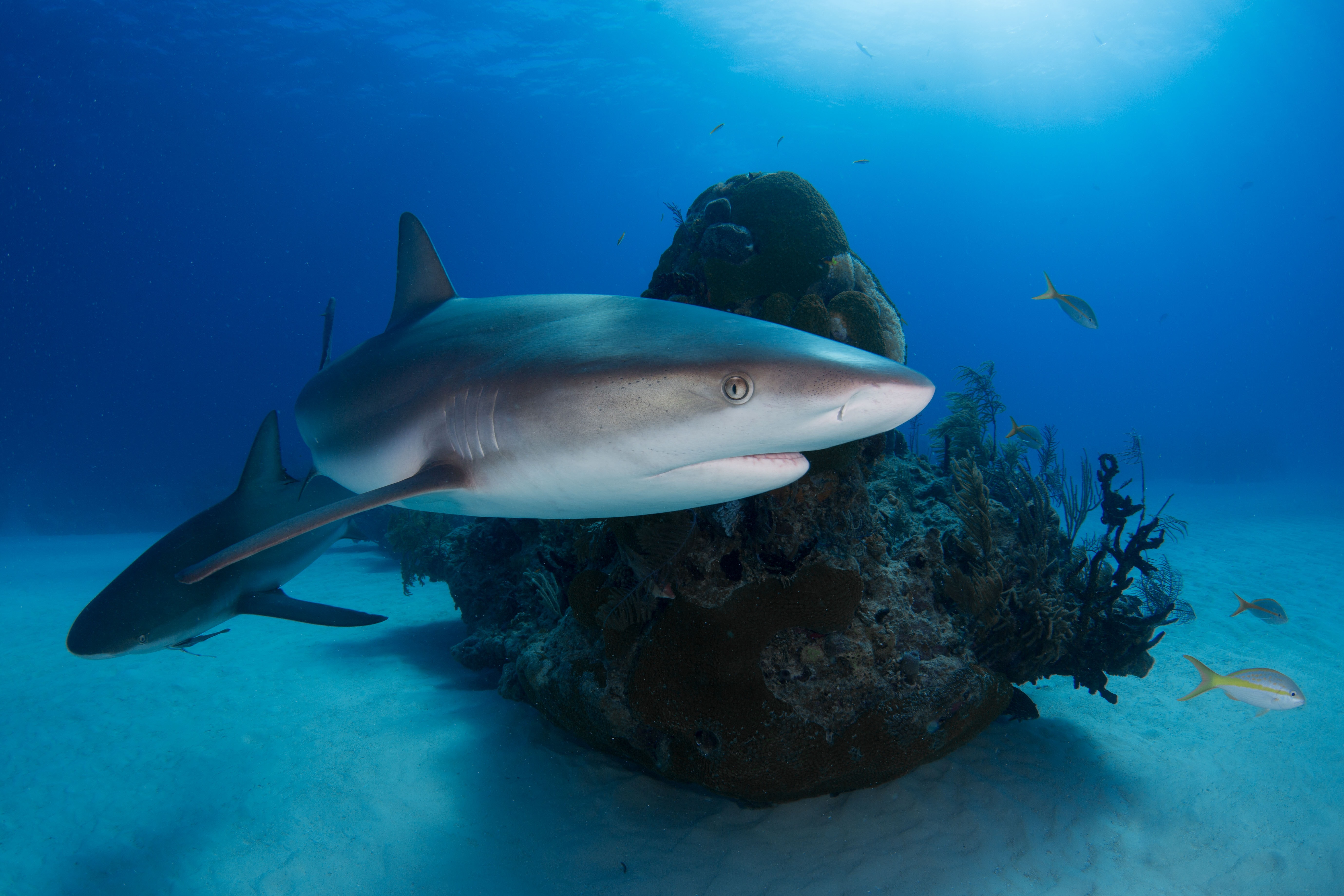 Grand Bahama