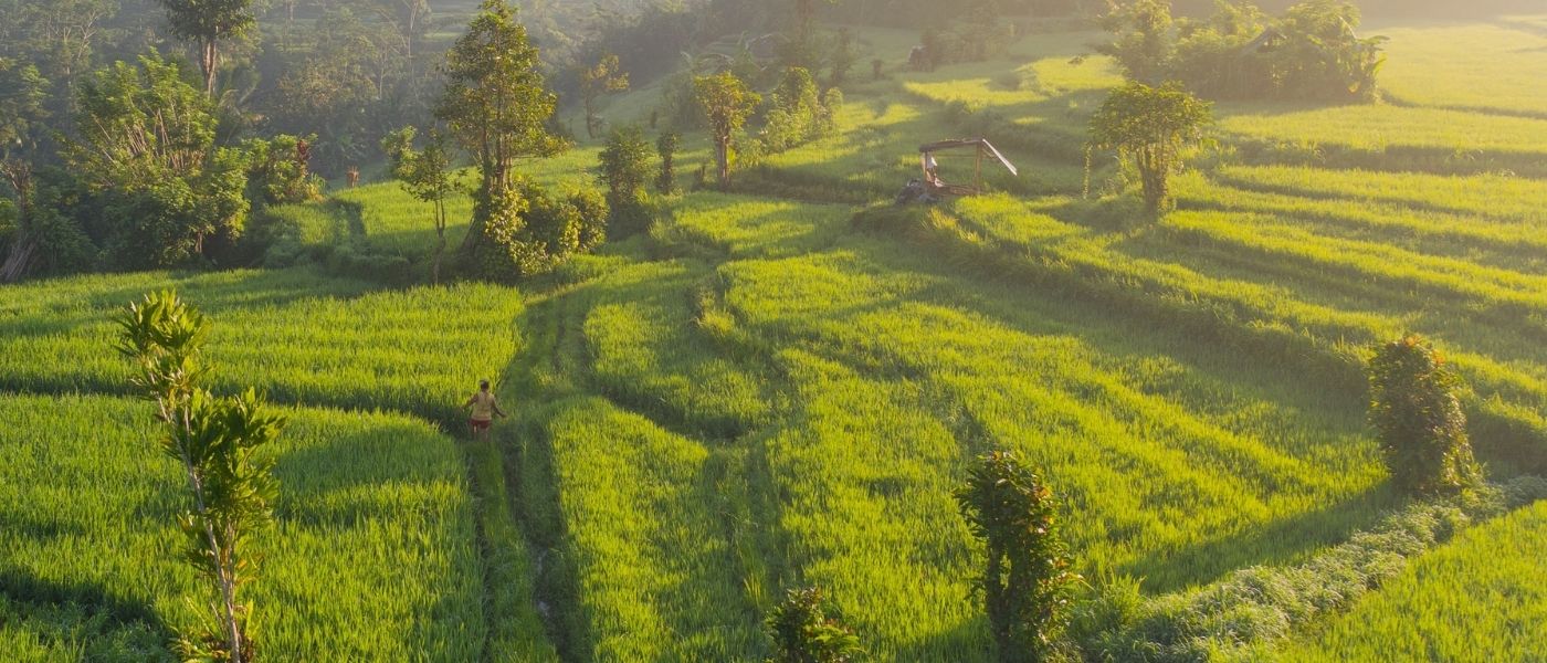 Bali Macro 2