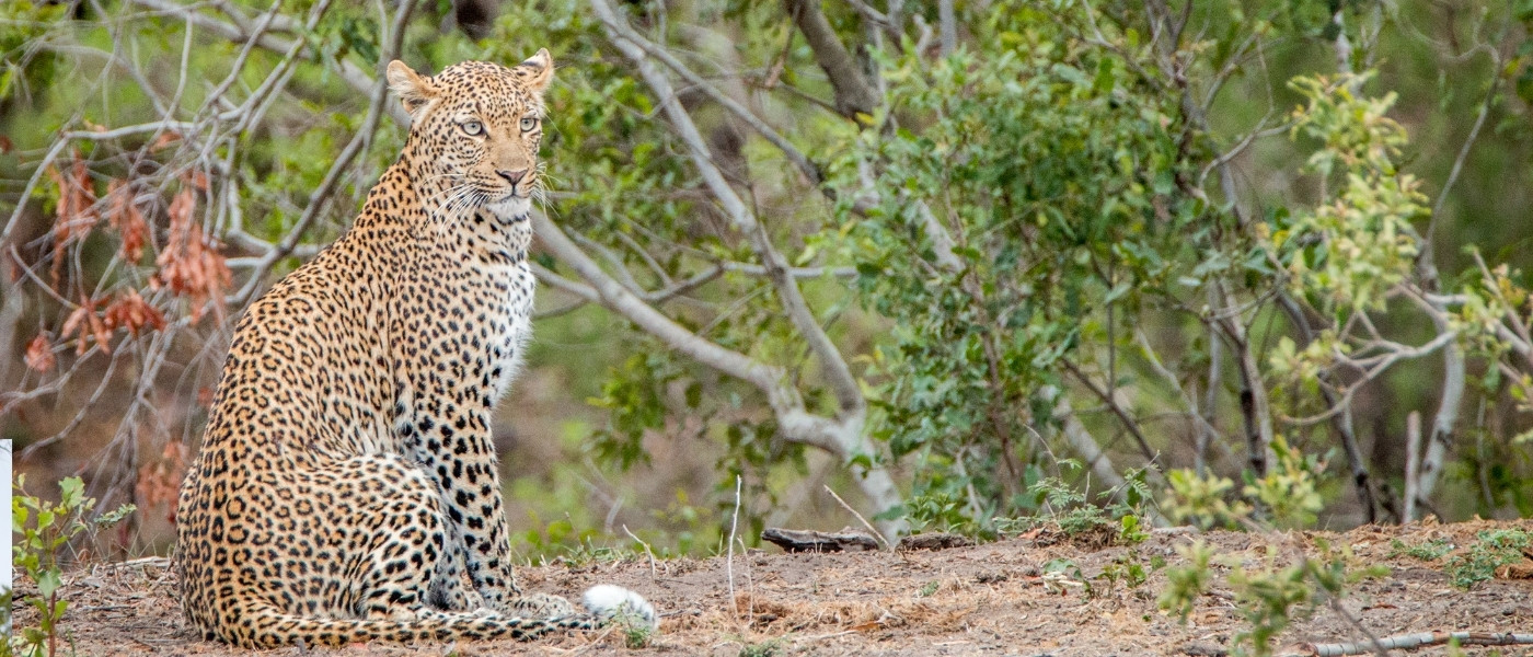 Kruger Park Macro 1