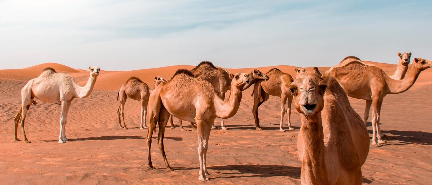 UAE Camel Macro 2
