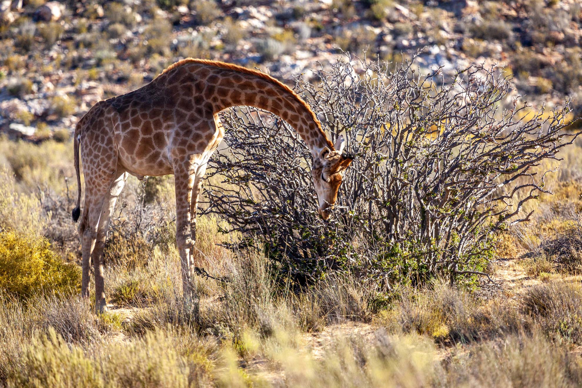 Aquila Private Game Reserve & The Table Bay Hotel