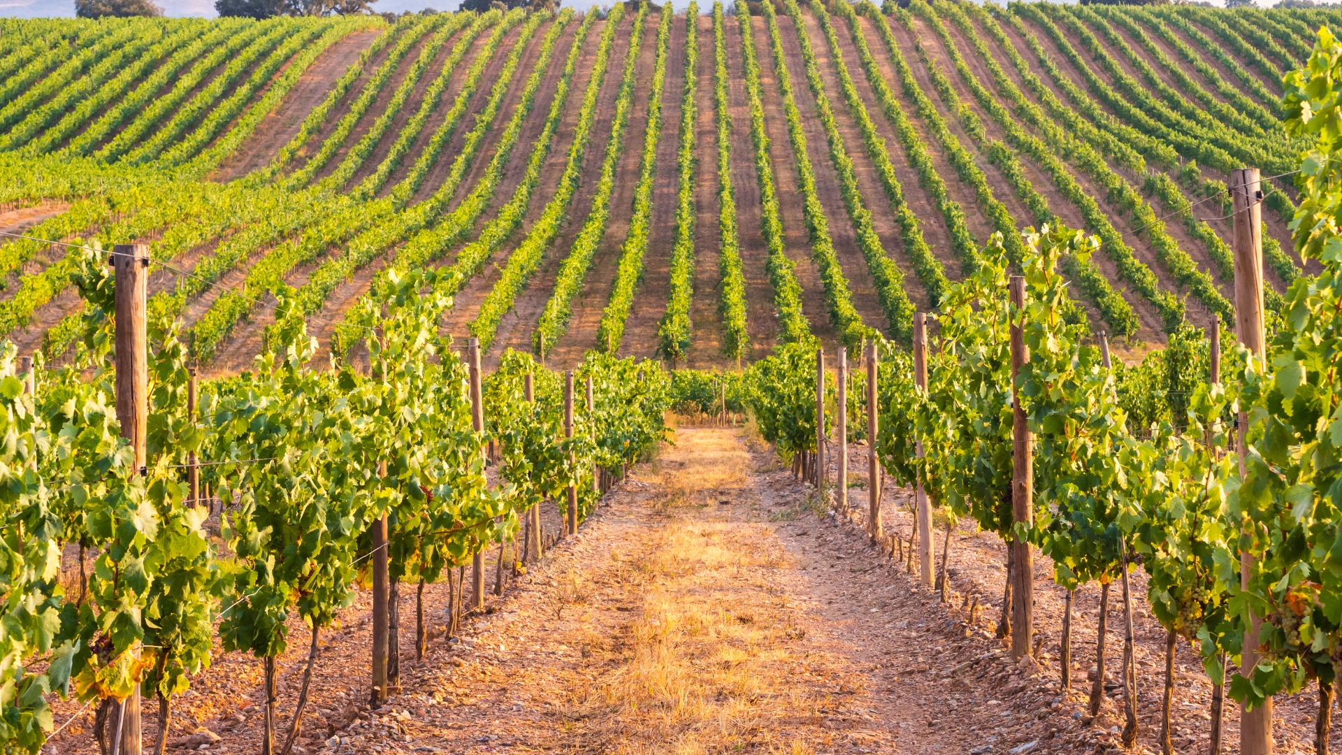Amy's Trip to Alentejo